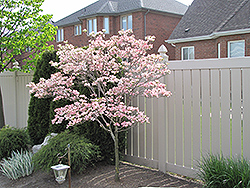 Satomi Chinese Dogwood (Cornus kousa 'Satomi') at Lakeshore Garden Centres