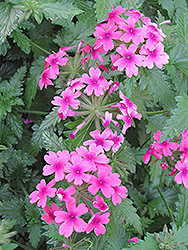 Lanai Bright Eye Verbena (Verbena 'Lanai Bright Eye') at Lakeshore Garden Centres