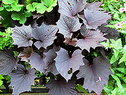 Sweet Caroline Bewitched Purple Sweet Potato Vine (Ipomoea batatas 'Sweet Caroline Bewitched Purple') at Lakeshore Garden Centres