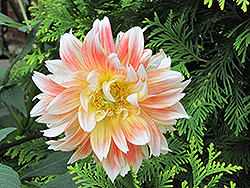 Peaches And Cream Dahlia (Dahlia 'Peaches And Cream') at Lakeshore Garden Centres