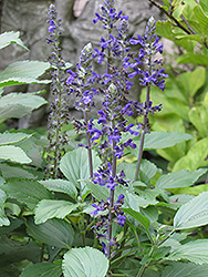 Blue Anise Sage (Salvia guaranitica) at Lakeshore Garden Centres