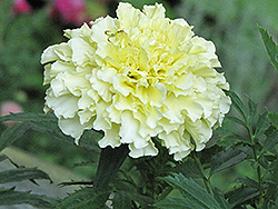 Primrose Lady Marigold (Tagetes erecta 'Primrose Lady') at Lakeshore Garden Centres