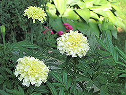 Primrose Lady Marigold (Tagetes erecta 'Primrose Lady') at Lakeshore Garden Centres