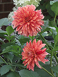 Striped Nagano Dahlia (Dahlia 'Striped Nagano') at Lakeshore Garden Centres