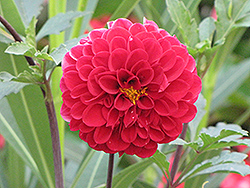 Cornell Dahlia (Dahlia 'Cornell') at Lakeshore Garden Centres