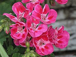 PAC Fairy Berry Geranium (Pelargonium 'PAC Fairy Berry') at Lakeshore Garden Centres