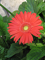 Jaguar Deep Orange Gerbera Daisy (Gerbera 'Jaguar Deep Orange') at Lakeshore Garden Centres