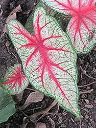 Rosebud Caladium (Caladium 'Rosebud') at Lakeshore Garden Centres