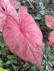 Fannie Munson Caladium (Caladium 'Fannie Munson') at Lakeshore Garden Centres