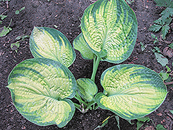 Dick Ward Hosta (Hosta 'Dick Ward') at Lakeshore Garden Centres