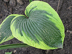 Climax Hosta (Hosta 'Climax') at Lakeshore Garden Centres