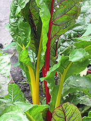 Bright Lights Swiss Chard (Beta vulgaris 'Bright Lights') at Golden Acre Home & Garden