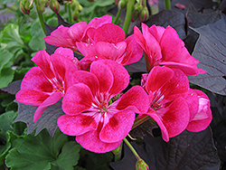 PAC Berry Parfait Geranium (Pelargonium 'PAC Berry Parfait') at Lakeshore Garden Centres