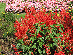 Sizzler Red Sage (Salvia splendens 'Sizzler Red') at Golden Acre Home & Garden