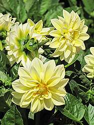 Dahlietta Margaret Dahlia (Dahlia 'Dahlietta Margaret') at Lakeshore Garden Centres