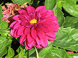 Dahlietta Betty Dahlia (Dahlia 'Dahlietta Betty') at Lakeshore Garden Centres