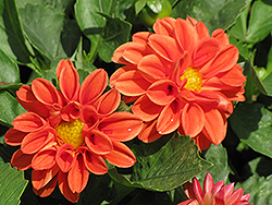 Dahlietta Rachel Dahlia (Dahlia 'Dahlietta Rachel') at Lakeshore Garden Centres