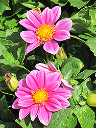 Dahlietta Emily Dahlia (Dahlia 'Dahlietta Emily') at Lakeshore Garden Centres