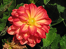 Dahlietta Marissa Dahlia (Dahlia 'Dahlietta Marissa') at Lakeshore Garden Centres