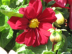 Dahlietta Caroline Dahlia (Dahlia 'Dahlietta Caroline') at Lakeshore Garden Centres