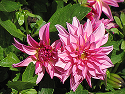 Dahlietta Wendy Dahlia (Dahlia 'Dahlietta Wendy') at Lakeshore Garden Centres