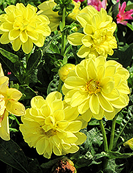 Dahlietta Julia Dahlia (Dahlia 'Dahlietta Julia') at Lakeshore Garden Centres