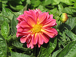 Dahlietta Lucy Dahlia (Dahlia 'Dahlietta Lucy') at Lakeshore Garden Centres