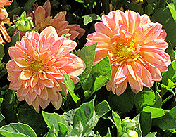 Dahlietta Cathy Dahlia (Dahlia 'Dahlietta Cathy') at Lakeshore Garden Centres