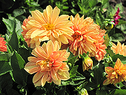 Dahlietta Linda Dahlia (Dahlia 'Dahlietta Linda') at Lakeshore Garden Centres