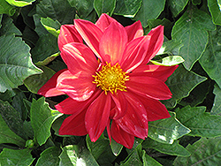 Dahlietta Anna Dahlia (Dahlia 'Dahlietta Anna') at Lakeshore Garden Centres