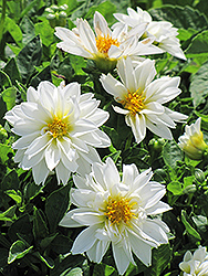 Dahlietta Blanca Dahlia (Dahlia 'Dahlietta Blanca') at Lakeshore Garden Centres