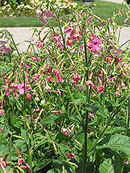 Whisper Rose Shades Flowering Tobacco (Nicotiana 'Whisper Rose Shades') at Lakeshore Garden Centres