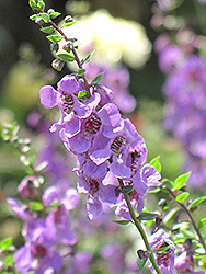 Serena Lavender Angelonia (Angelonia angustifolia 'Serena Lavender') at Lakeshore Garden Centres