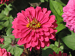 Giant Dahlia-Flowered Deep Rose Zinnia (Zinnia 'Giant Dahlia-Flowered Deep Rose') at Lakeshore Garden Centres