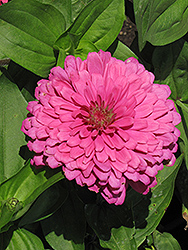 Giant Dahlia-Flowered Bright Pink Zinnia (Zinnia 'Giant Dahlia-Flowered Bright Pink') at Lakeshore Garden Centres