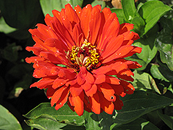 Giant Dahlia-Flowered Scarlet Zinnia (Zinnia 'Giant Dahlia-Flowered Scarlet') at Lakeshore Garden Centres