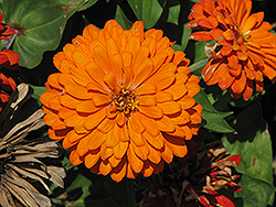 Giant Dahlia-Flowered Orange Zinnia (Zinnia 'Giant Dahlia-Flowered Orange') at Lakeshore Garden Centres