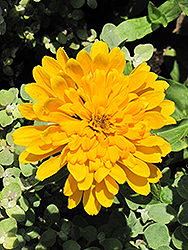 Giant Dahlia-Flowered Yellow Zinnia (Zinnia 'Giant Dahlia-Flowered Yellow') at Lakeshore Garden Centres