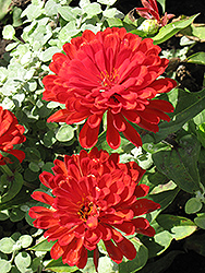 Giant Dahlia-Flowered Coral Zinnia (Zinnia 'Giant Dahlia-Flowered Coral') at Lakeshore Garden Centres