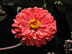 Giant Dahlia-Flowered Salmon Zinnia (Zinnia 'Giant Dahlia-Flowered Salmon') at Lakeshore Garden Centres