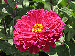 Giant Dahlia-Flowered Wine Zinnia (Zinnia 'Giant Dahlia-Flowered Wine') at Lakeshore Garden Centres