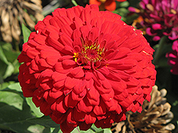 Giant Dahlia-Flowered Deep Red Zinnia (Zinnia 'Giant Dahlia-Flowered Deep Red') at Lakeshore Garden Centres