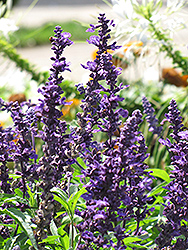 Gruppenblau Salvia (Salvia farinacea 'Gruppenblau') at Lakeshore Garden Centres