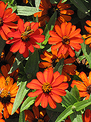 Profusion Orange Zinnia (Zinnia 'Profusion Orange') at A Very Successful Garden Center