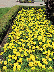 Jubilee Diamond Marigold (Tagetes erecta 'Jubilee Diamond') at Lakeshore Garden Centres