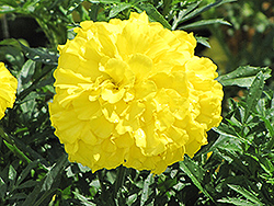 Jubilee Diamond Marigold (Tagetes erecta 'Jubilee Diamond') at Lakeshore Garden Centres