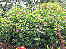 Luscious Tropical Fruit Lantana (Lantana camara 'Luscious Tropical Fruit') at Lakeshore Garden Centres