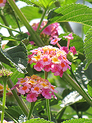Luscious Tropical Fruit Lantana (Lantana camara 'Luscious Tropical Fruit') at Lakeshore Garden Centres