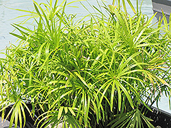 Umbrella's Edge (Cyperus scariosus) at Lakeshore Garden Centres