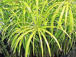 Umbrella's Edge (Cyperus scariosus) at Lakeshore Garden Centres